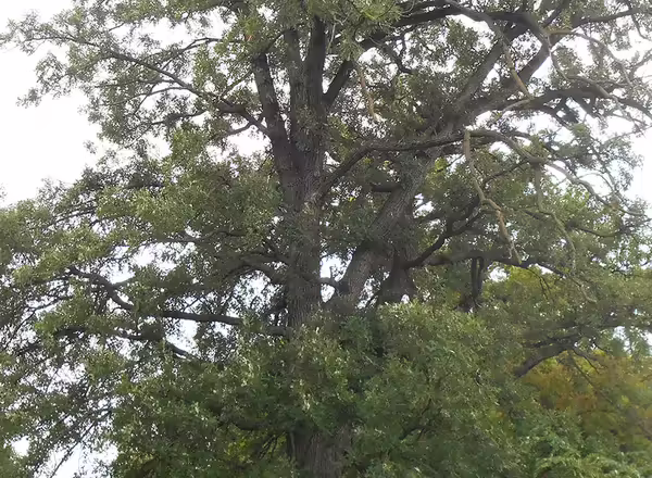 Bur oak tree