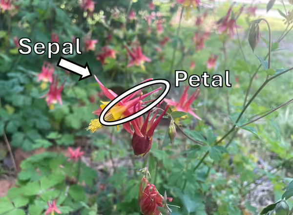 a labeled columbine flower, identifying a sepal and petal