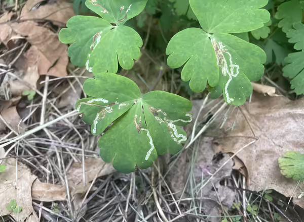 serpentine mines of columbine leafminer in columbine leaves