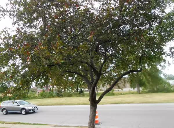 flowering crabapple tree