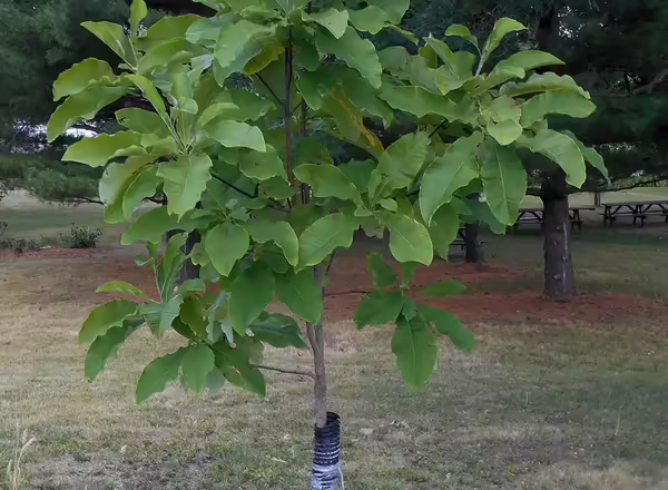 Cucumbertree magnolia tree