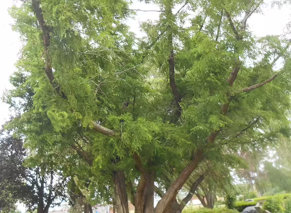 Dawn Redwood tree
