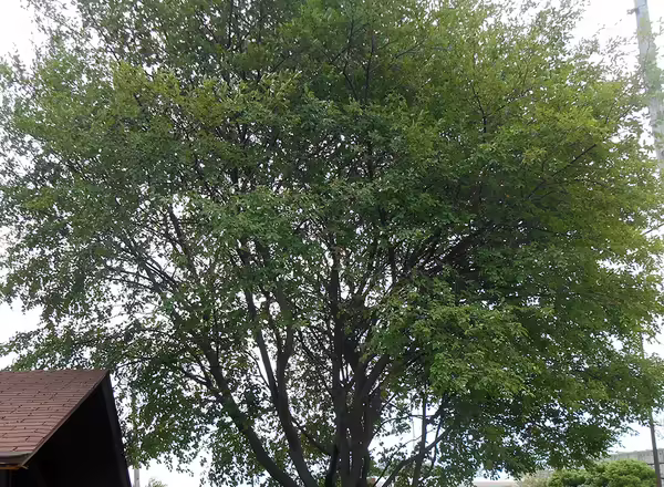 Downy Serviceberry tree