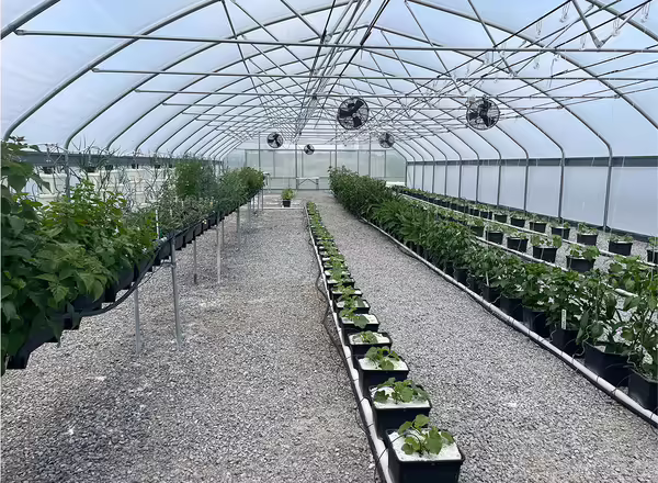 A greenhouse with plants in pots