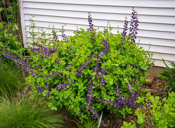 Baptisia with purple flower stalks
