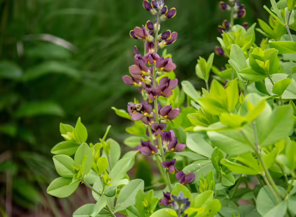 Bumble bee visiting a Baptisia flower