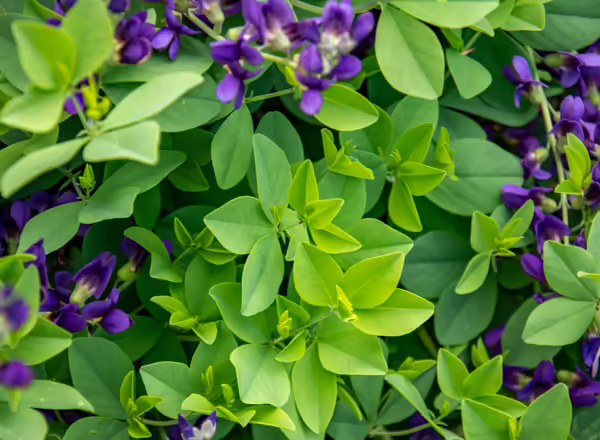 Green foliage of Baptisia with purple flowers