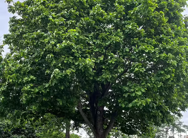 Elizabeth Magnolia tree