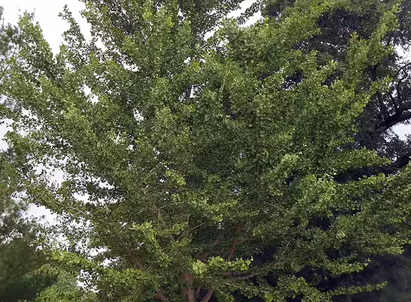 Ginko tree