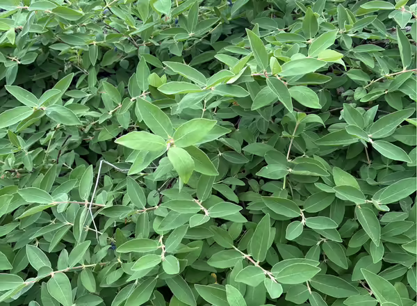 A close-up of a honeyberry bush with light green leaves with white and pink stems.