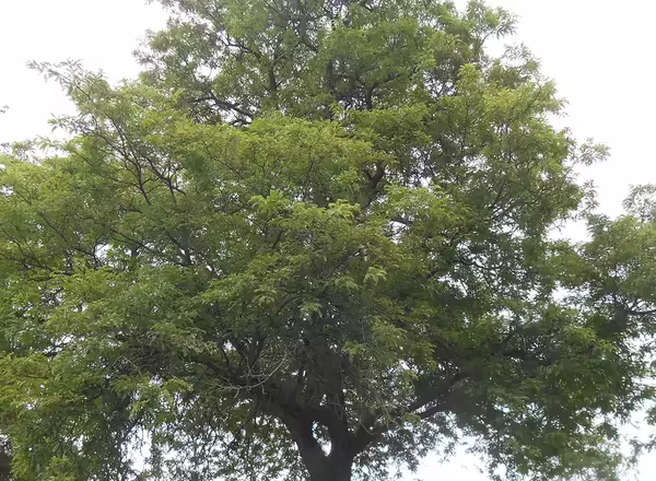Honey Locust Tree