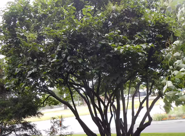 Japanese Tree Lilac