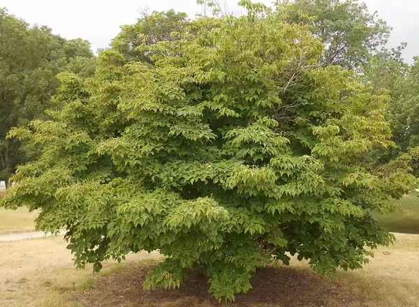Kousa Dogwood tree