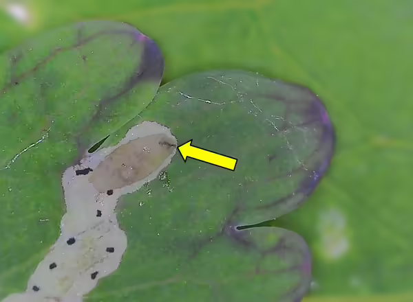up-close picture of a columbine leafminer larva with an arrow pointing to its dark mouthparts. Pieces of frass are also present in the mine.