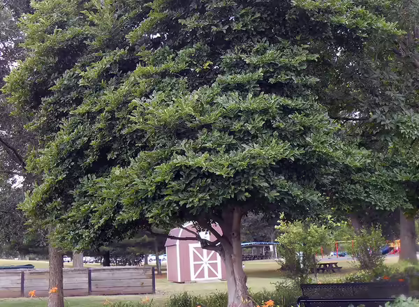 Magnolia tree