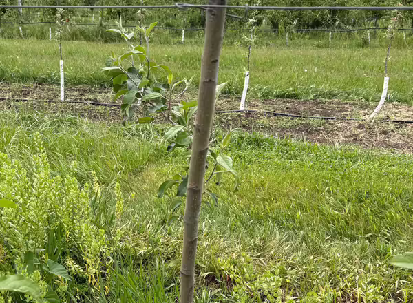 Trunk of a young apple tree with two small branches growing out of it.