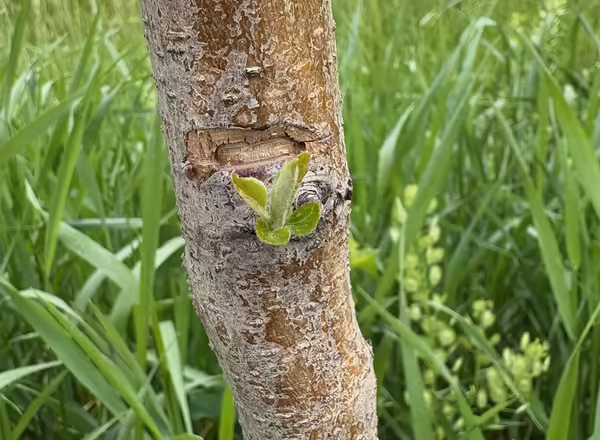 A tree trunk with a small new leaves growing from it