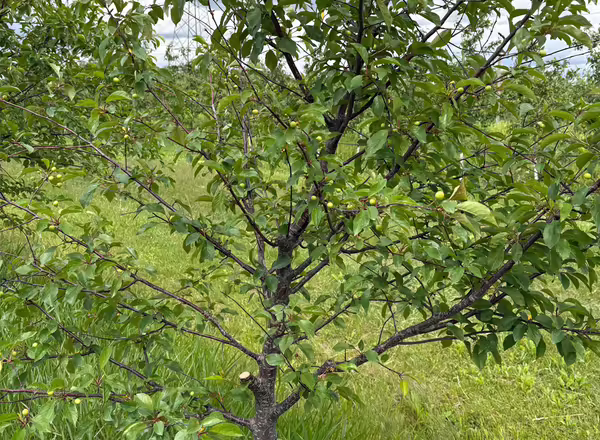 A cherry tree with green leaves and little to no fruit.