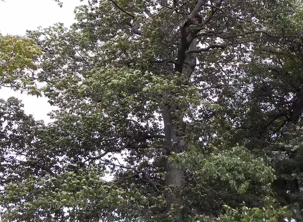 Northern Red Oak