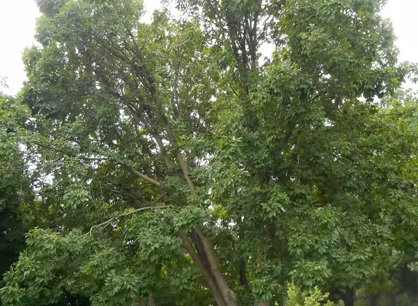 ohio buckeye tree