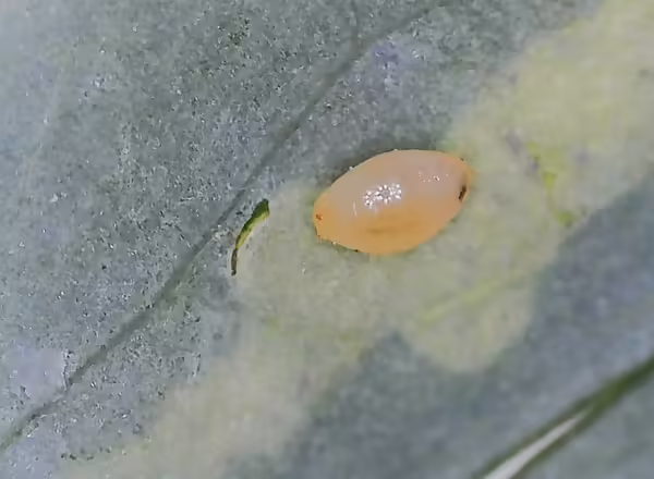 Pupa of a columbine leafminer