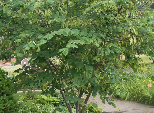 Redbud tree