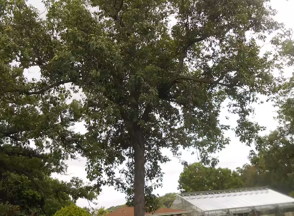 Shagbark Hickory tree