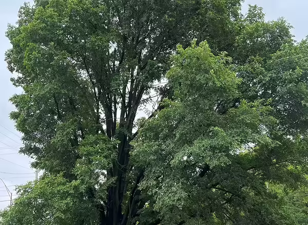Siberian Elm Tree