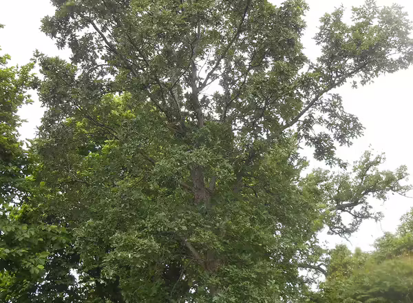 swamp white oak tree