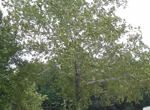 sycamore tree