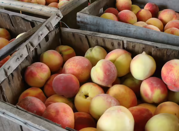 Several wooden crates full of peaches