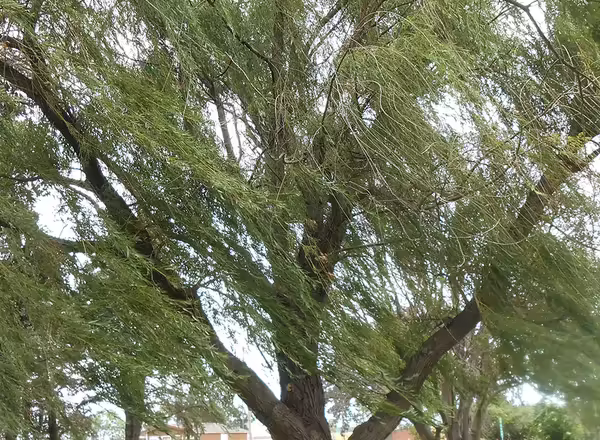 weeping willow tree