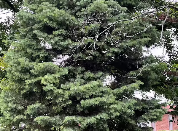 White fir tree
