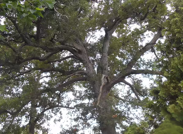 White oak tree