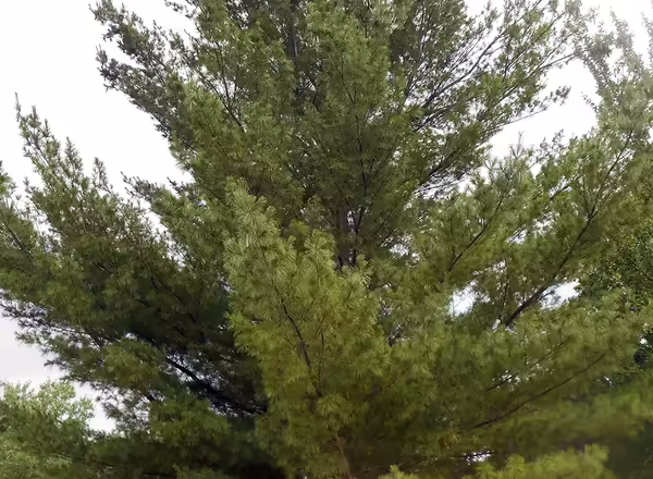White Pine tree
