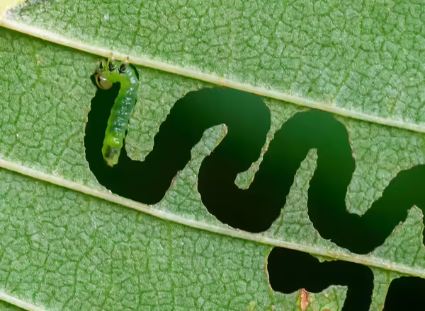 A green caterpillar eats a leaf