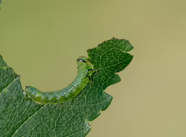 A green caterpillar eats a leaf