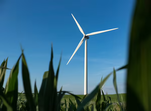 A windturbine in a corn field