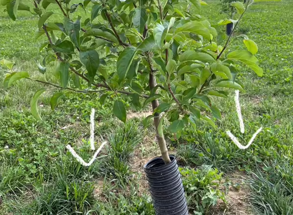 Young apple tree with a black tube around the trunk and two white arrows drawn on photo pointing down to indicate that the limbs should be trained downward.