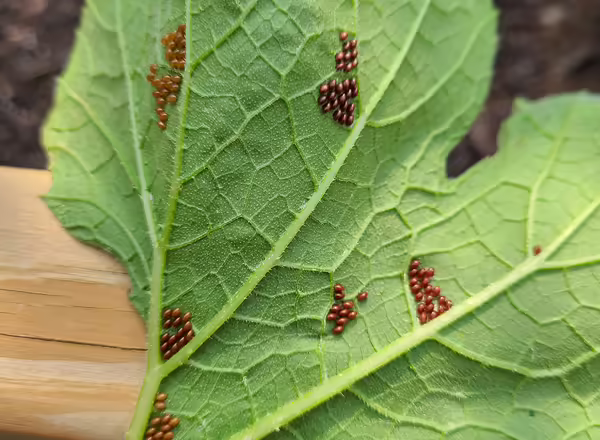 A close-up of a leaf with many small reddish brown to bronze egg masses.