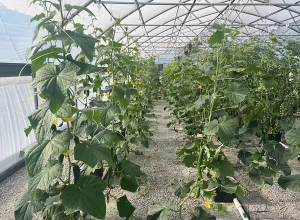 a high tunnel growing cucumbers vertically up strings hanging from the trusses. 