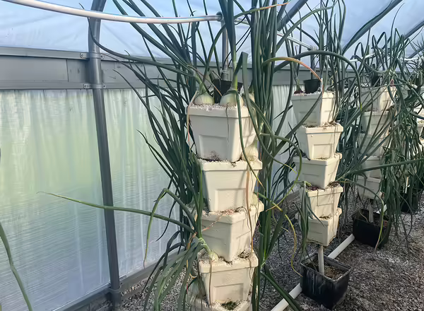 bulb onions growing in white styrofoam cubes stacked on top of each other in a hydroponic greenhouse