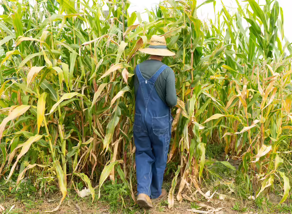 Farmer walking into corn field