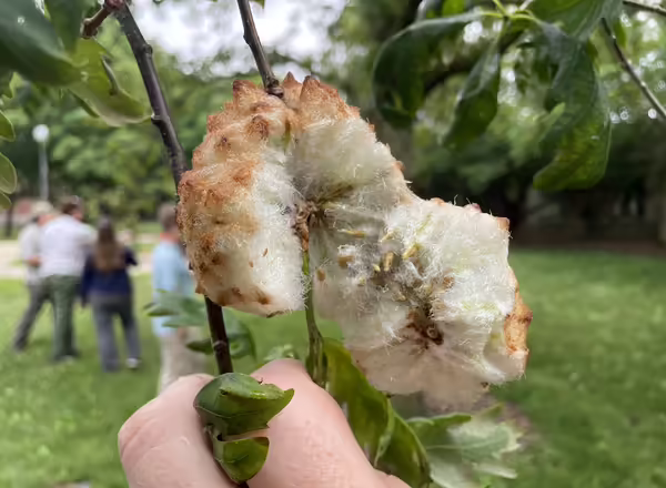 wool sower gall opened up showing the 'seeds' that contain wasp larvae