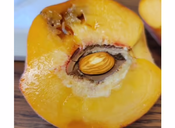 A peach cut in half with a insect larva feeding on the flesh