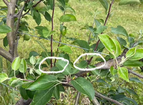 picture of an apple tree with two white circles drawn around two branches that should be pruned out of the tree.