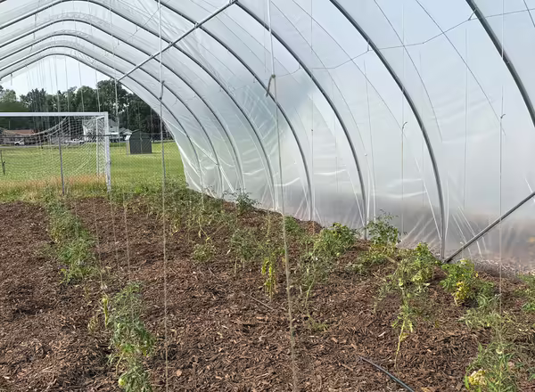a clear plastic covered hoop house with tomato plants growing in rows inside the structure