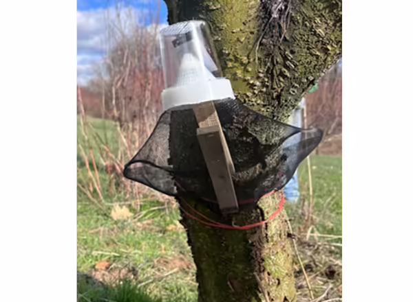 A fruit tree with a net attached to the trunk along with a clear cup and upside down funnel that traps insects