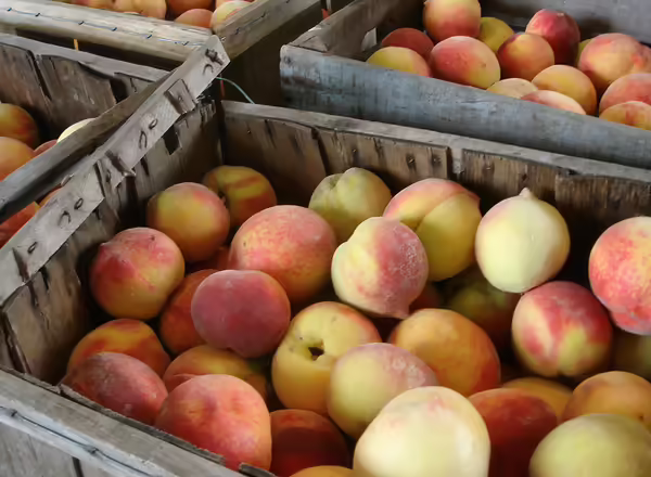 Several wooden crates of peaches