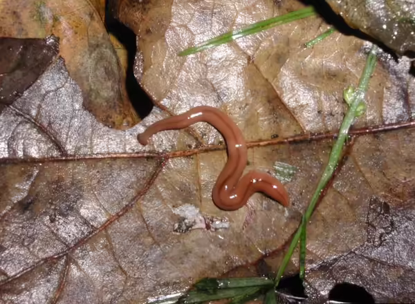 A brown striped worm on a leaf
